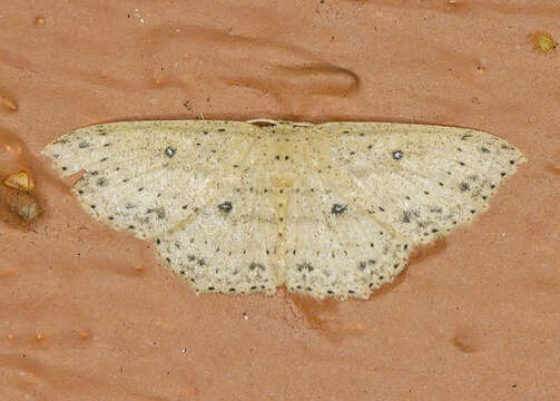 Image of Cyclophora myrtaria Guenée 1858