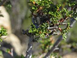 Plancia ëd Purshia stansburiana (Torr.) J. Henrickson