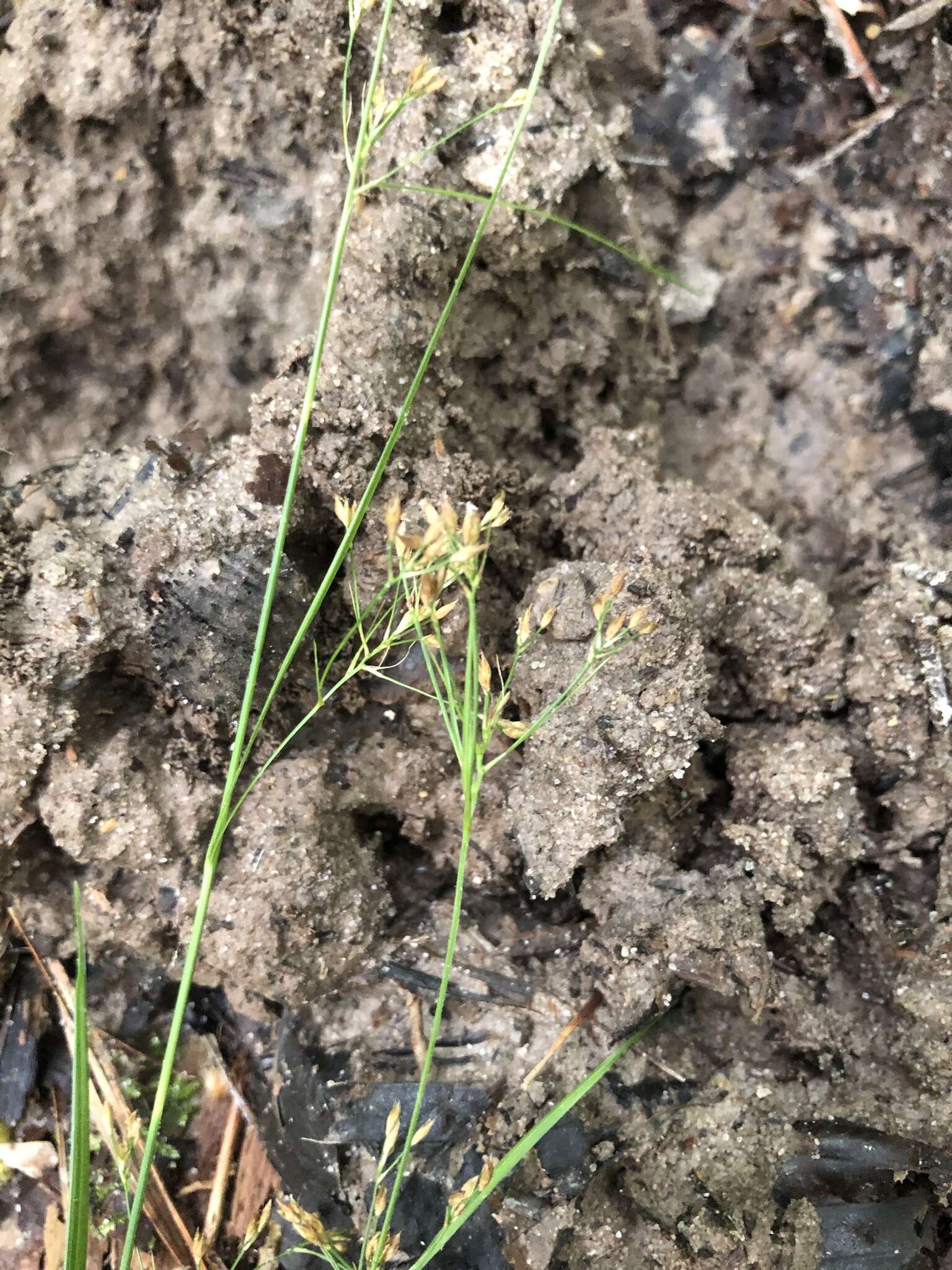 Image of Mingled Beak Sedge