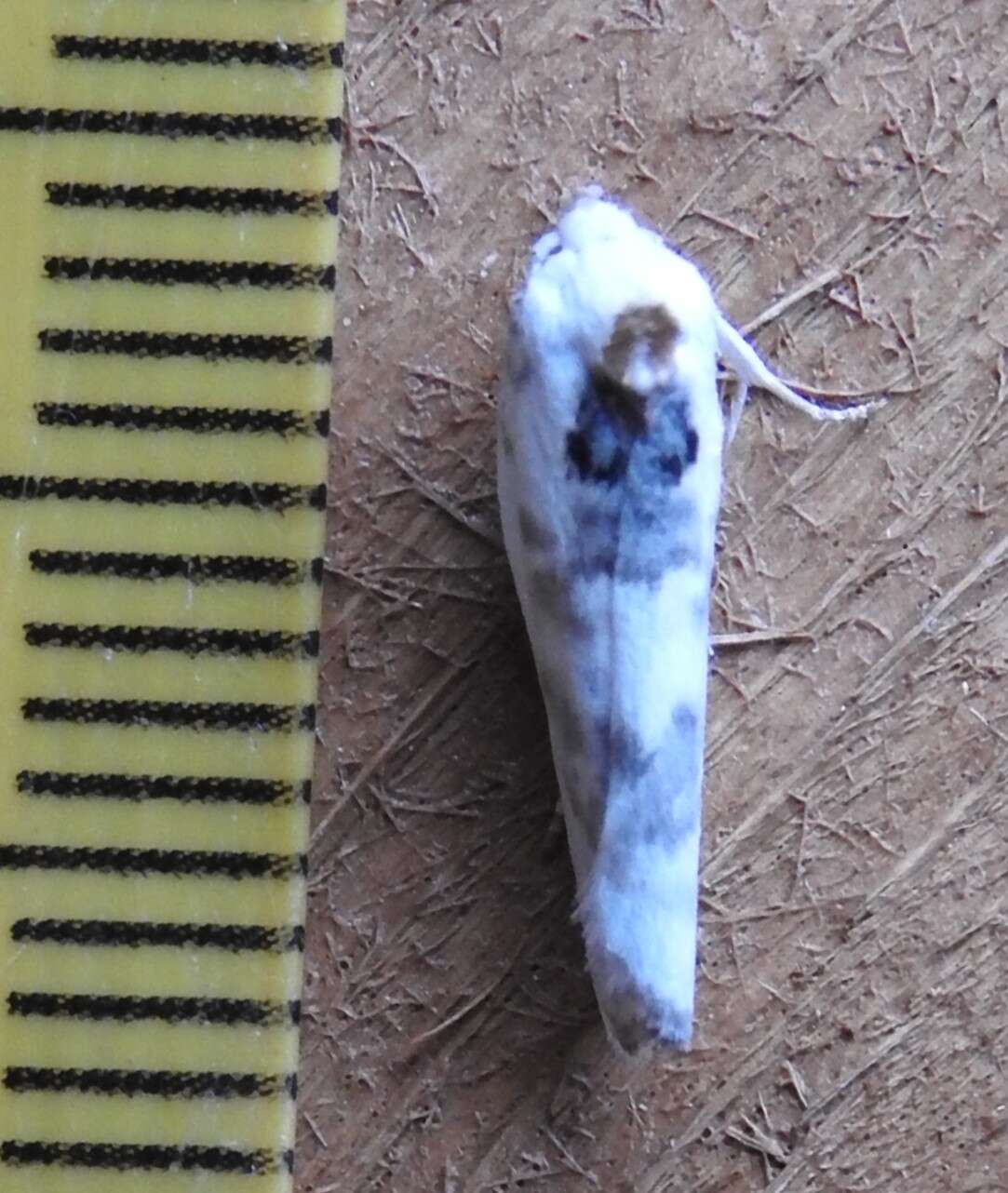 Image of Schlaeger's Fruitworm Moth