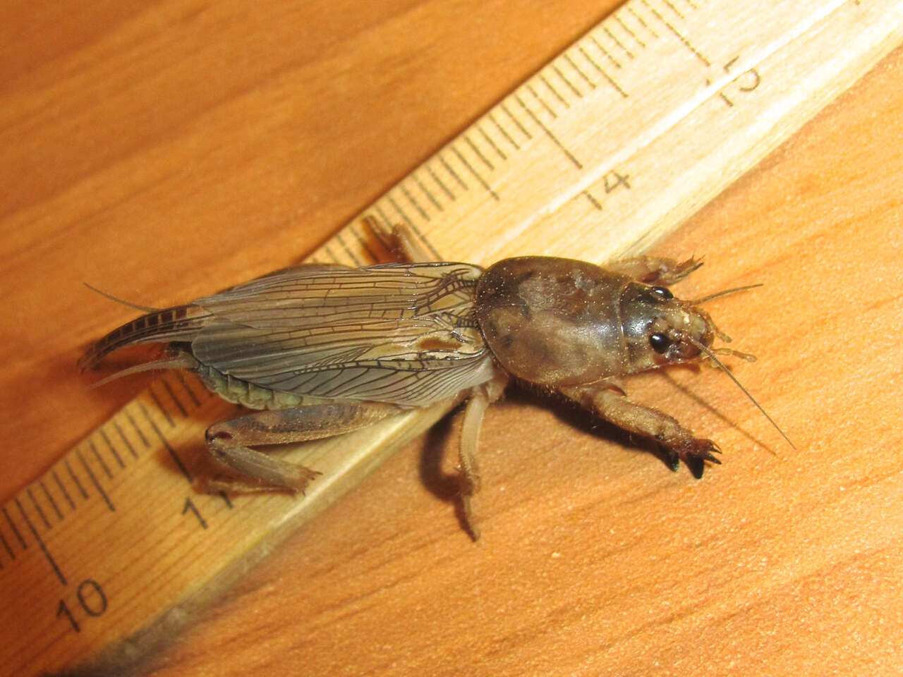 Image of Tawny Mole Cricket