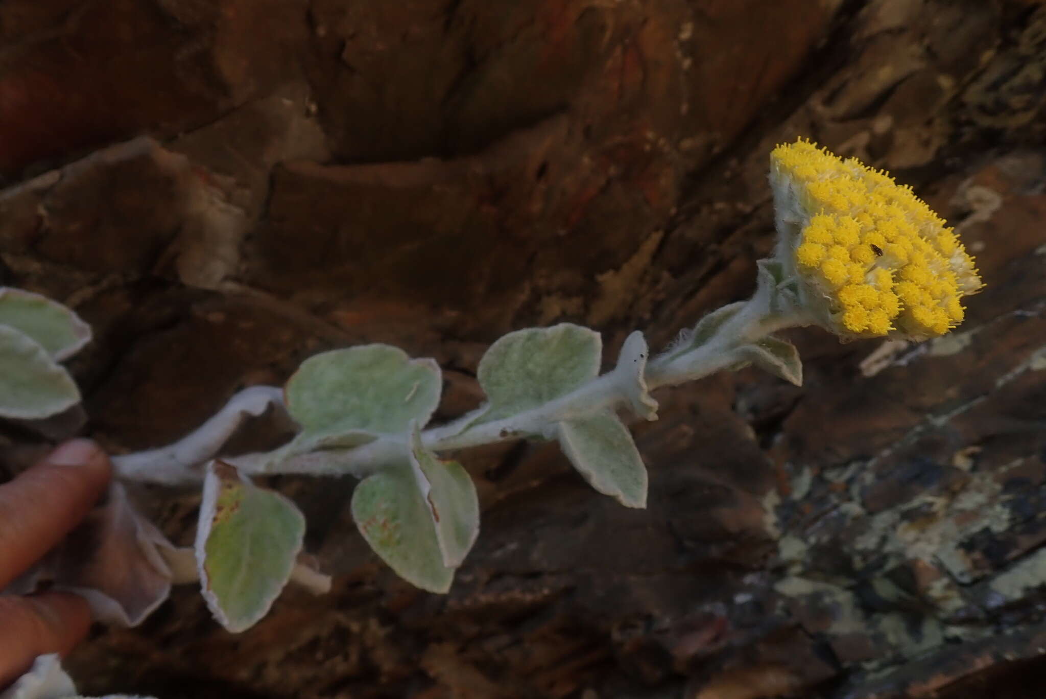 Image of Helichrysum homilochrysum S. Moore