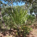 Слика од Encephalartos gratus Prain
