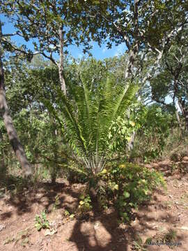 Image of Mulanje Cycad