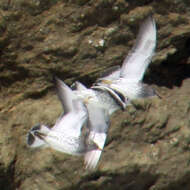 Image of Surfbird