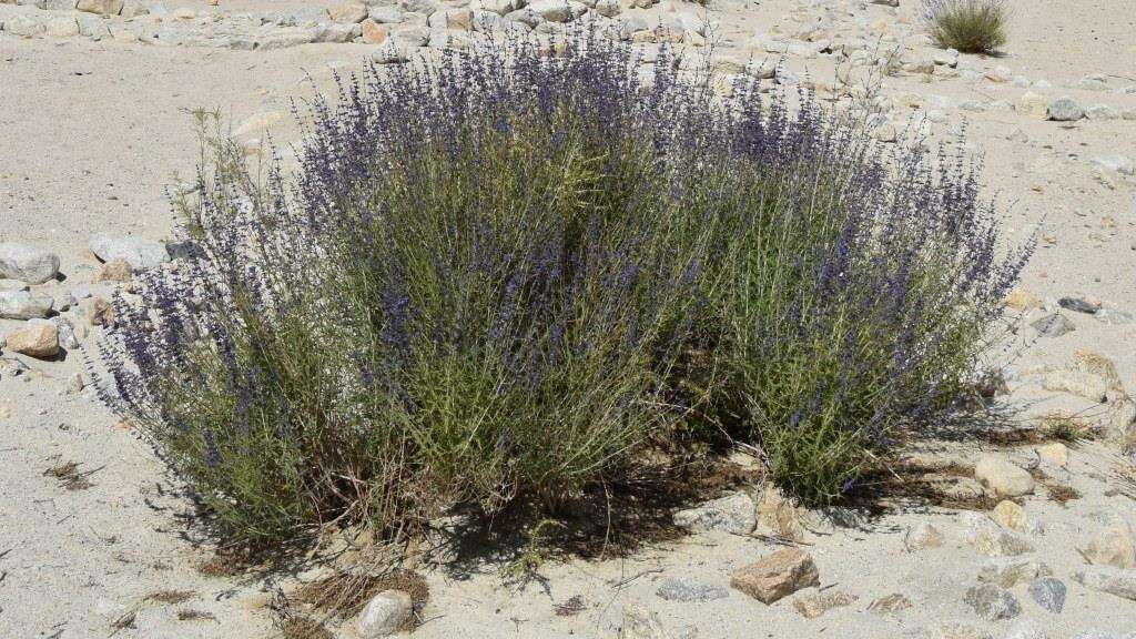 Image of <i>Salvia abrotanoides</i>