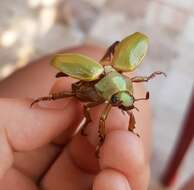 Image of Pelidnota semiaurata citripennis Burmeister 1844