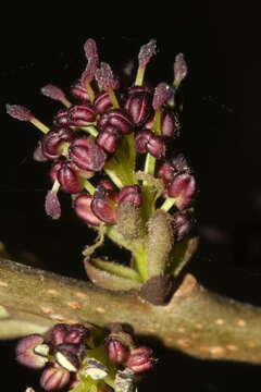 Image of Fraxinus angustifolia subsp. angustifolia