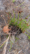 Schizaea pectinata (L.) Sw.的圖片