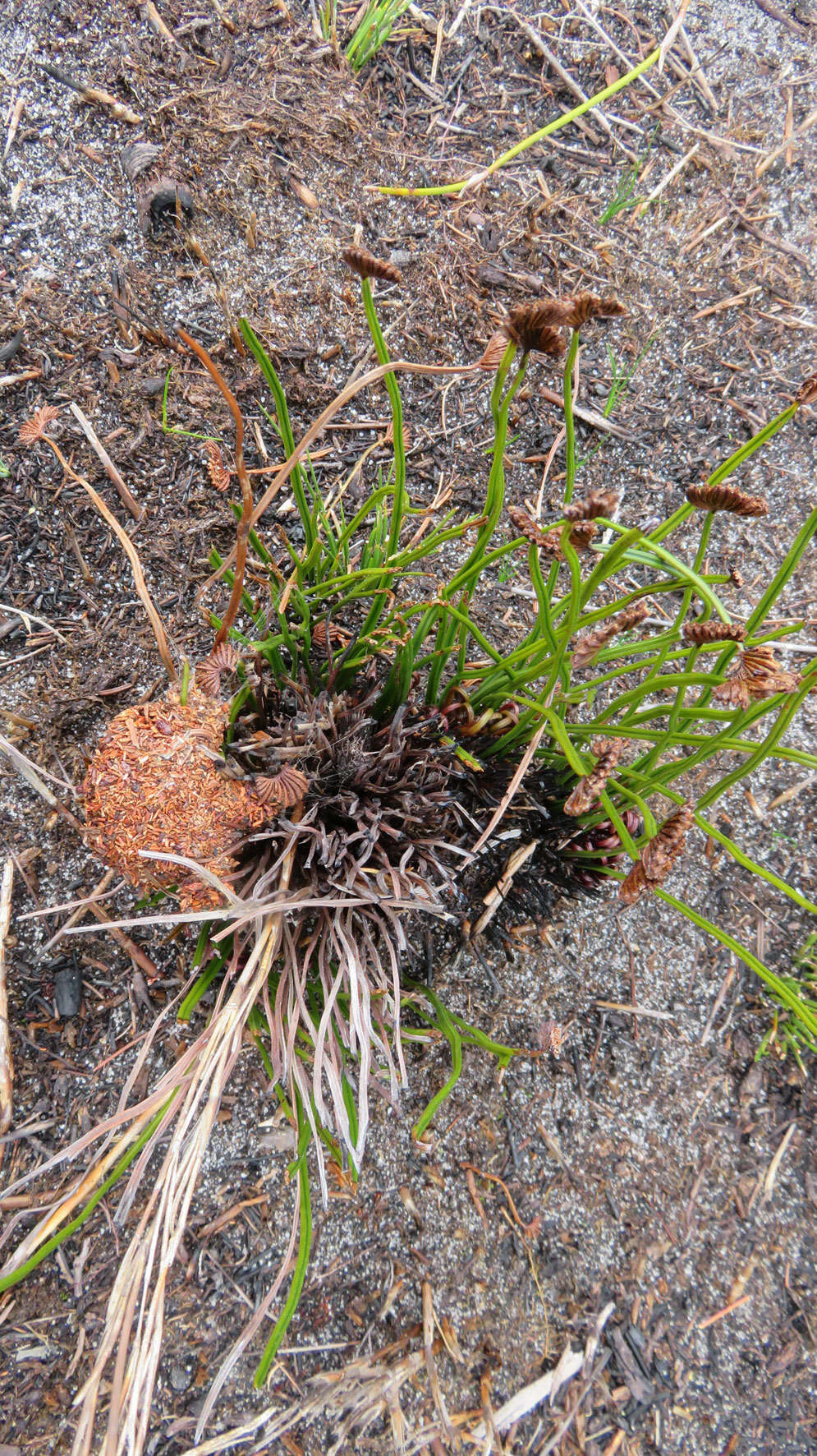 Image of Schizaea pectinata (L.) Sw.