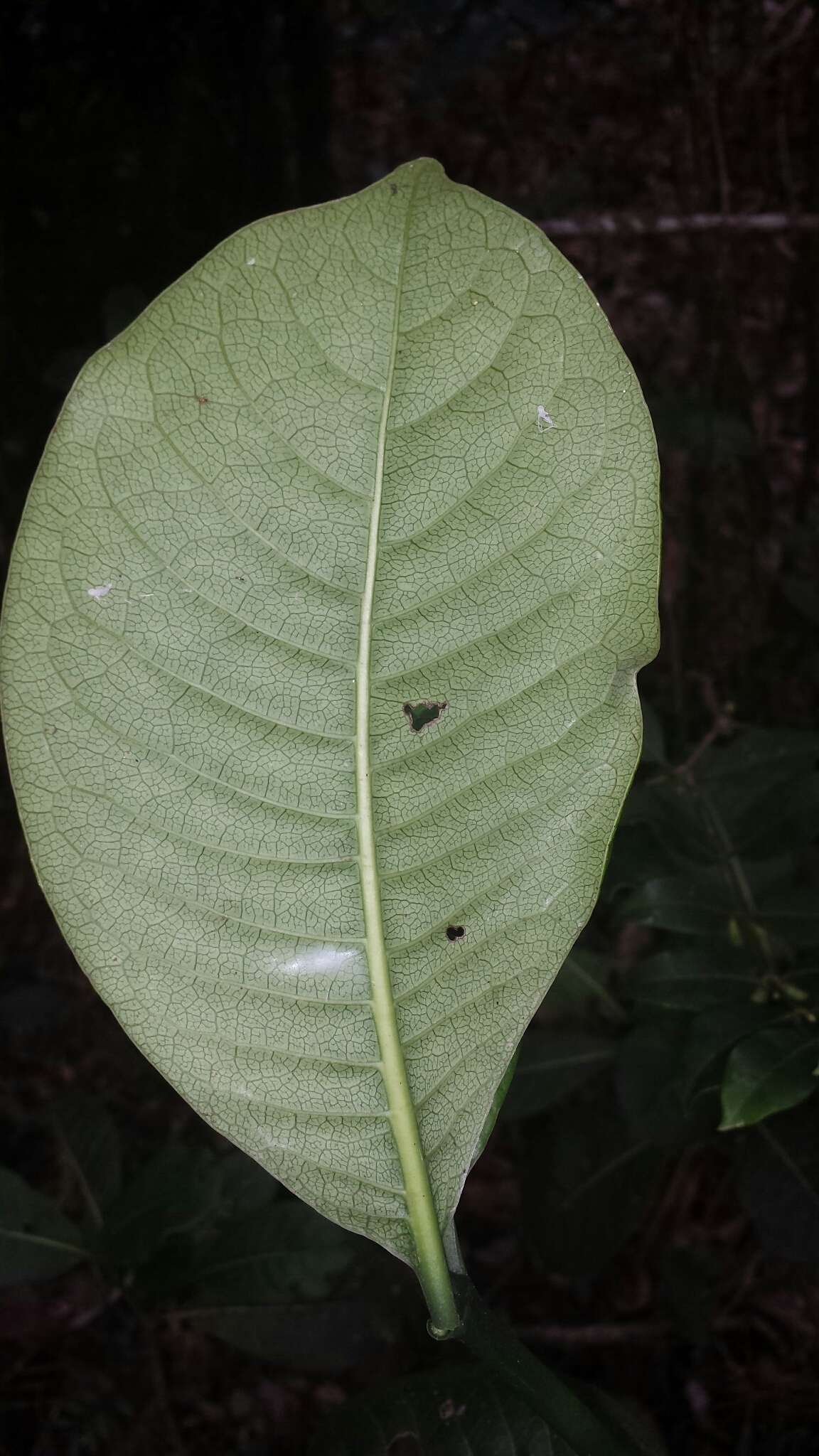 Image of Psychotria parkeri Baker