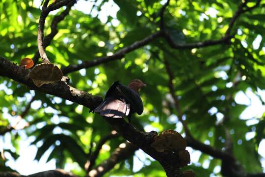 صورة Macropygia tenuirostris Bonaparte 1854