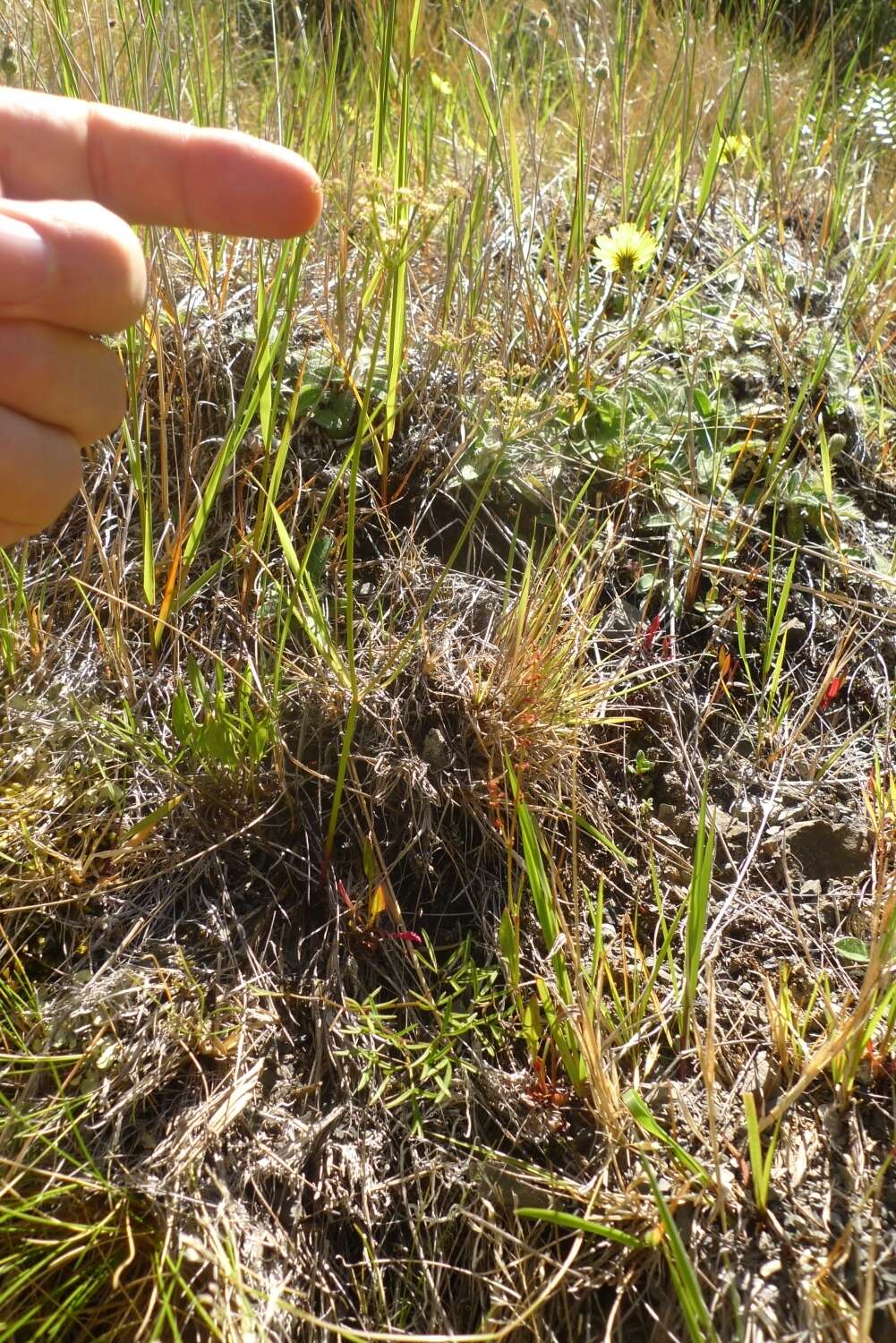 Image of Anisotome filifolia (Hook. fil.) Cockayne & Laing