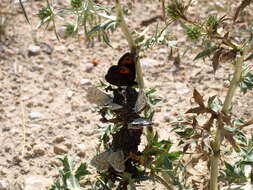 Image of Zapater’s Ringlet