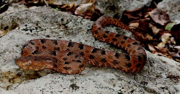 Image of Yucatán Hognose Viper