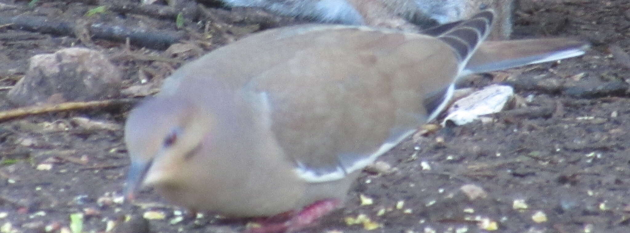 Image of White-winged Dove