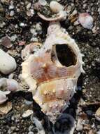 Image of frilled frogsnail