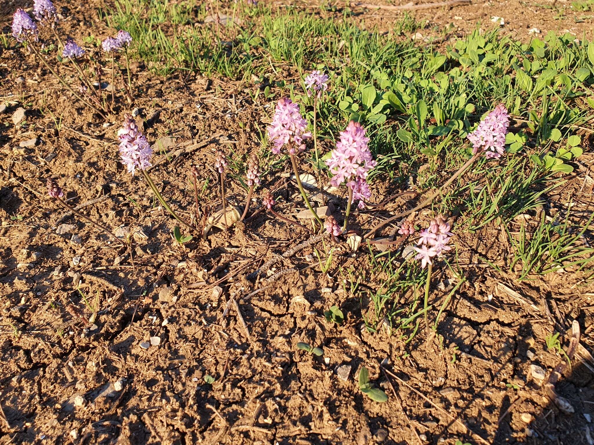 Слика од Prospero obtusifolium (Poir.) Speta