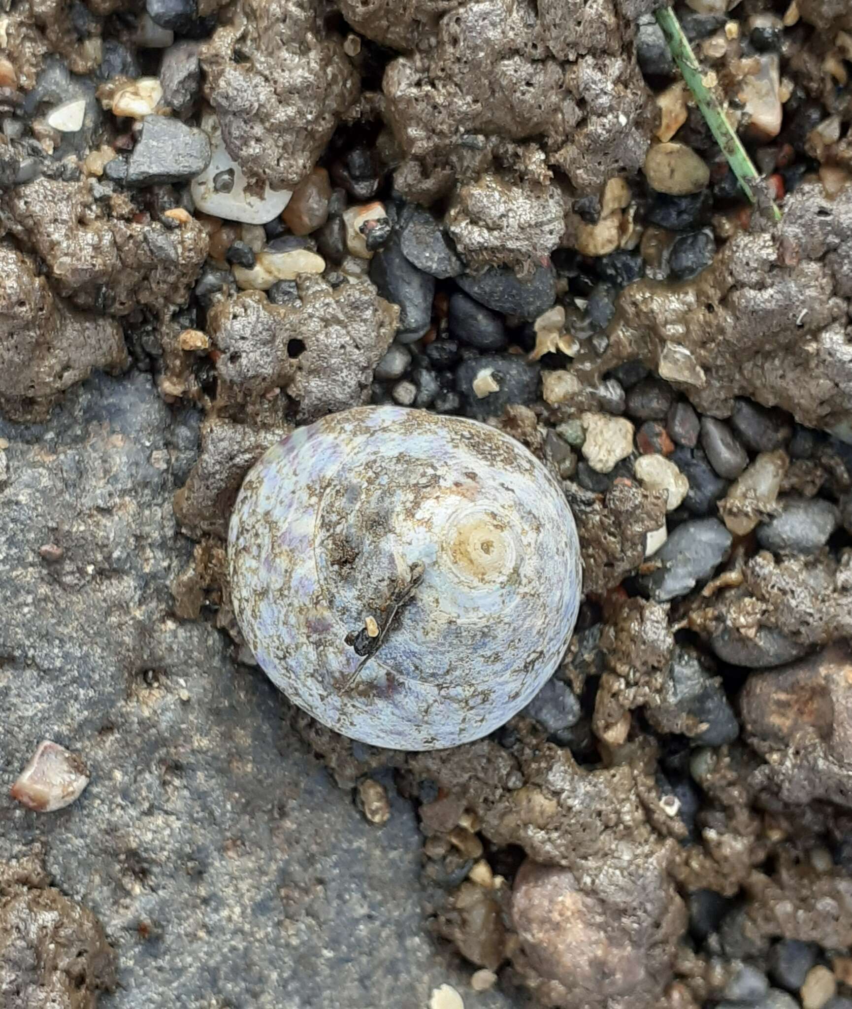 Image of Steromphala cineraria (Linnaeus 1758)