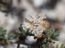 Image de Eriogonum ripleyi Howell