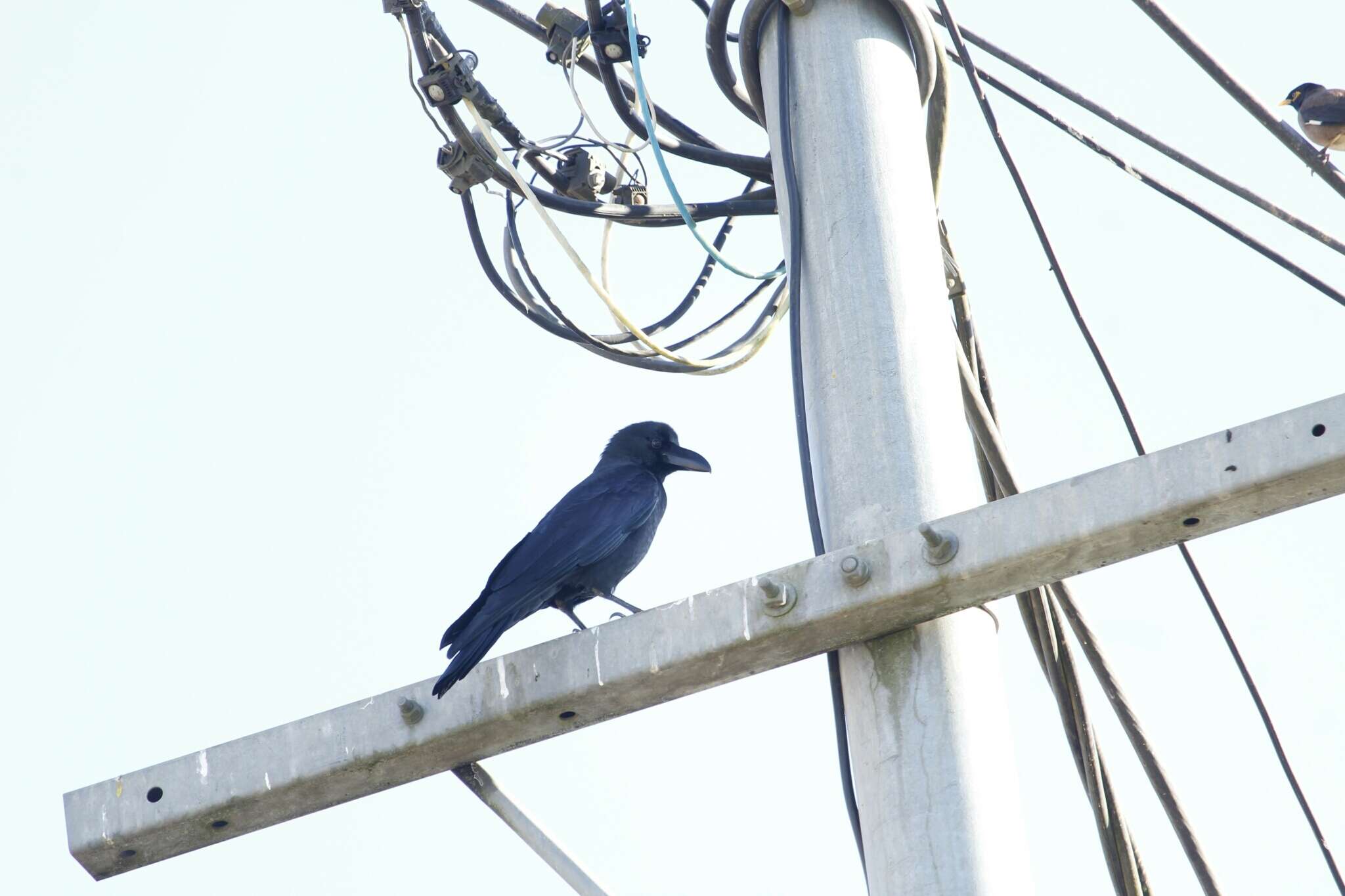 Imagem de Corvus macrorhynchos Wagler 1827