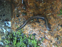 Image of Greenhorn Mountains Slender Salamander