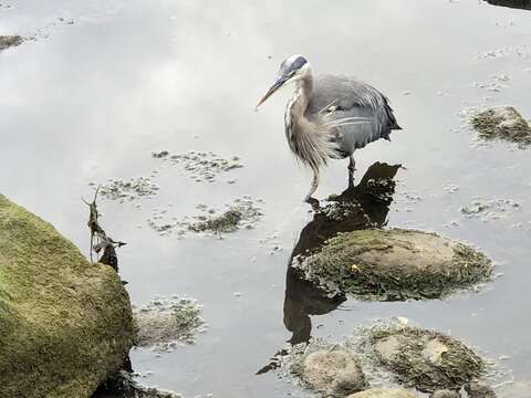 Image of Ardea herodias fannini Chapman 1901