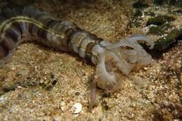 Image of Lion's Paw Sea Cucumber