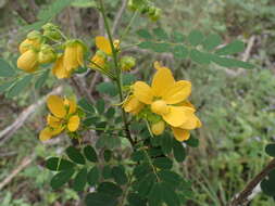 Senna gaudichaudii (Hook. & Arn.) H. S. Irwin & Barneby resmi