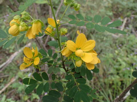 Image of Gaudichaud's senna