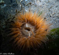 Image of cave-dwelling anemone