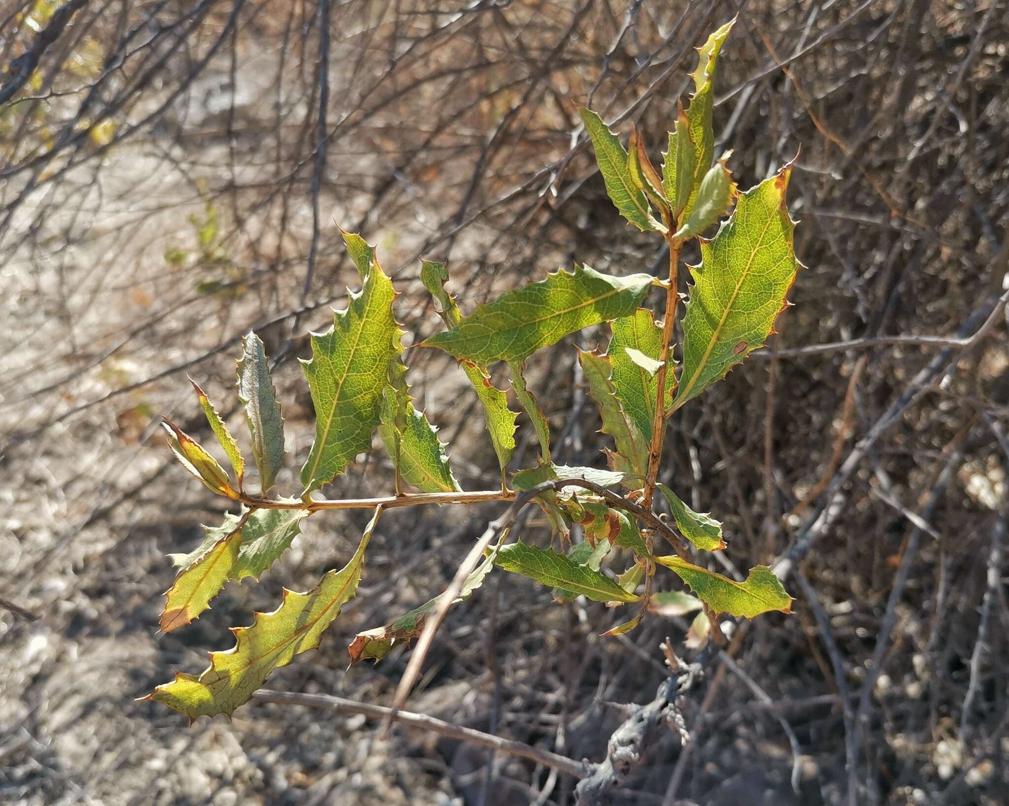 Image of Spinoliva ilicifolia (Hook. & Arn.) G. Sancho