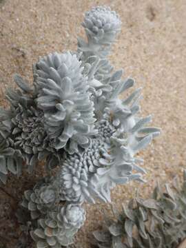 Image of Otanthus maritimus subsp. maritimus