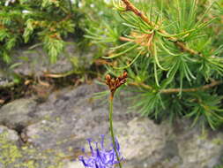 Image of Carex ornithopoda Willd.