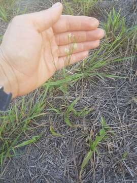 Image of Coastal-Plain Milkwort