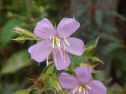 Pterogastra divaricata (Bonpl.) Naud.的圖片