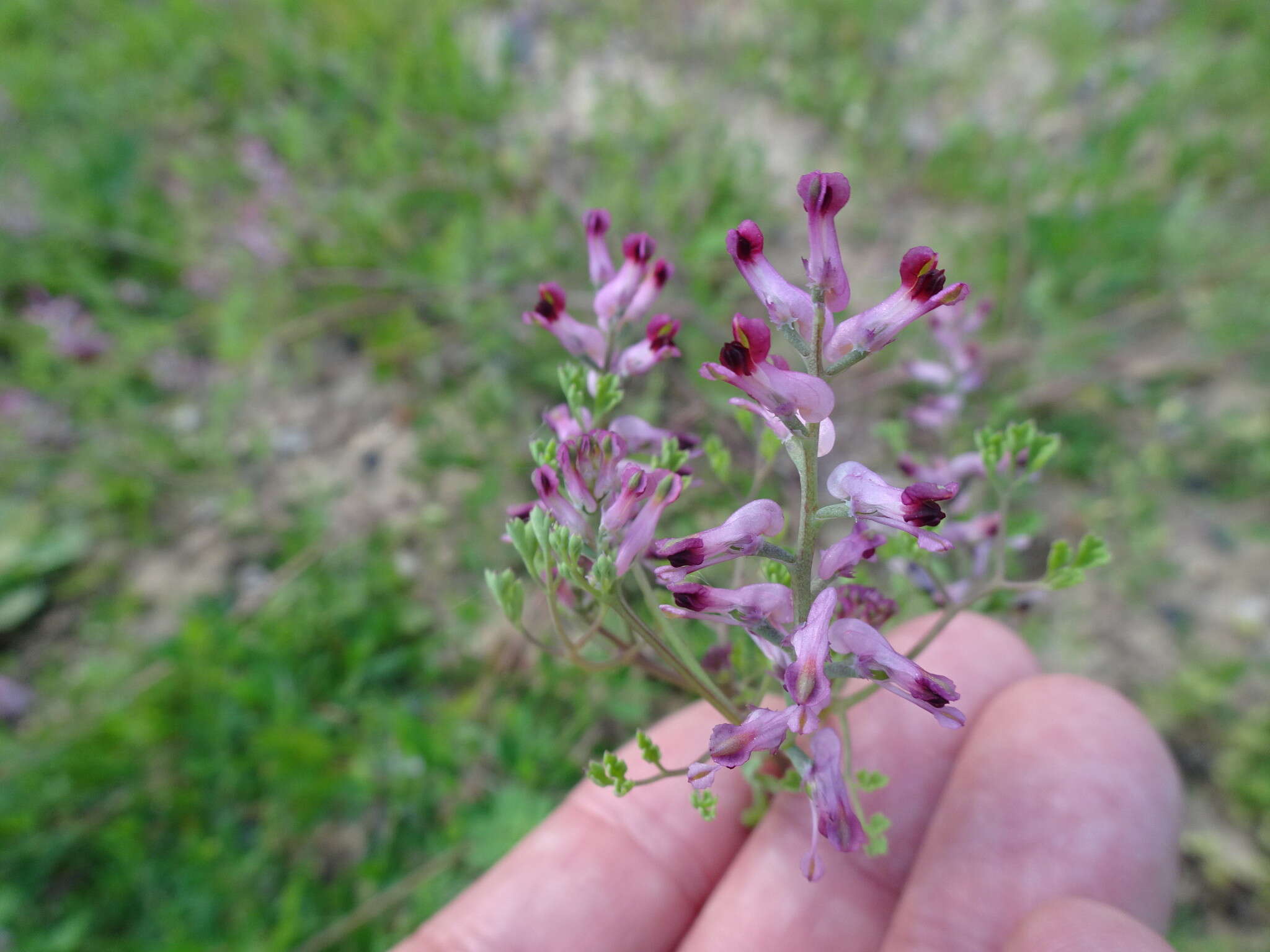 Image of drug fumitory