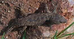 Cordylus jonesii (Boulenger 1891) resmi