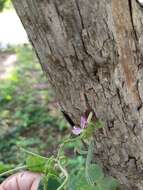 Plancia ëd Teramnus uncinatus (L.) Sw.