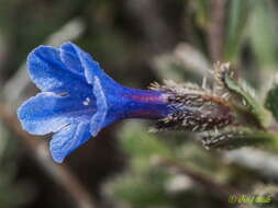 Lithodora hispidula (Sm.) Griseb. resmi