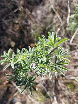 Image of longleaf bush lupine