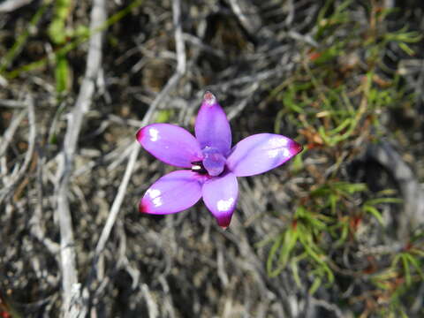 Image of Purple enamel orchid