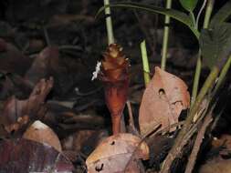 Image de Goeppertia erecta (L. Andersson & H. Kenn.) Borchs. & S. Suárez