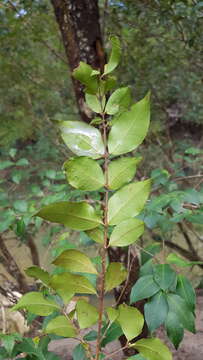 صورة Backhousia myrtifolia Hook. & Harv.