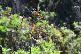 Imagem de Scirpus lushanensis Ohwi