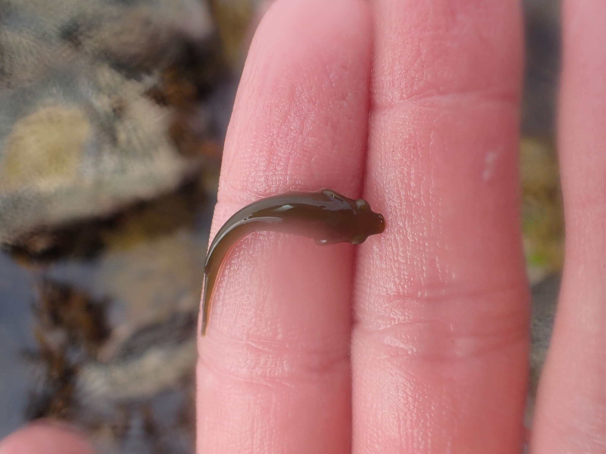 Image of Hector's clingfish