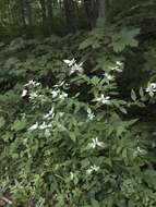 Image of southern mountainmint