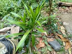 Plancia ëd Dracaena reflexa var. angustifolia Baker