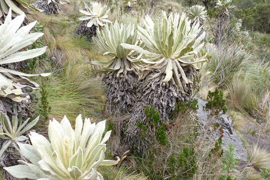 Image of Espeletia pycnophylla Cuatrec.