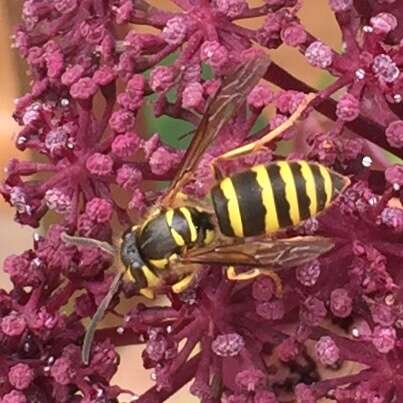 Image de Vespula koreensis (Rad. 1887)